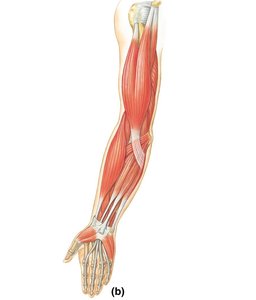 Anterior muscles of upper limb