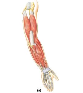 Posterior muscles of upper limb