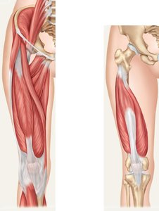 Anterior muscles of lower limb