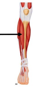 Posterior muscles of lower limb