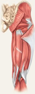 Posterior muscles of lower limb