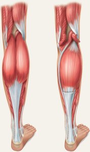 Posterior muscles of lower limb