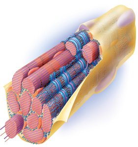 Skeletal muscle fiber anatomy