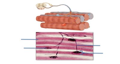 Neuromuscular junction histology and diagram