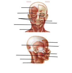 Muscles of head and neck