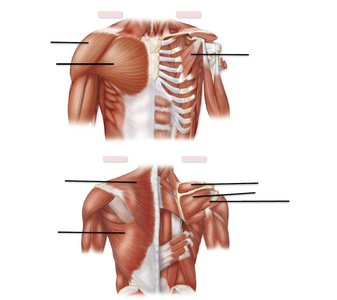 Muscles of shoulder and arm