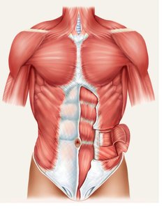 Abdominal muscles