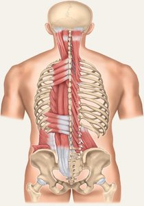 Vertebral muscles