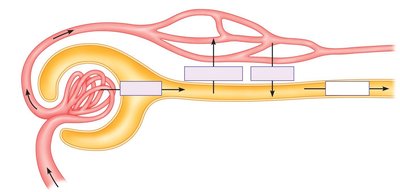 Diagram showing filtration, reabsorption, and secretion in the nephron