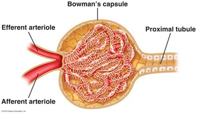 Anatomy of the glomerulus showing podocytes, foot processes, and filtration slits