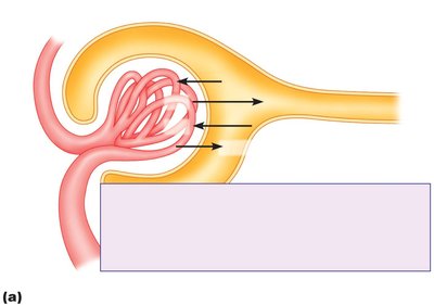 Diagram of Starling forces in the glomerulus