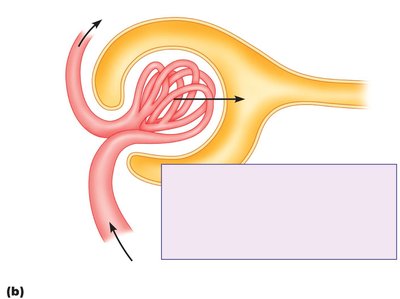 Diagram showing GFR and filtration fraction