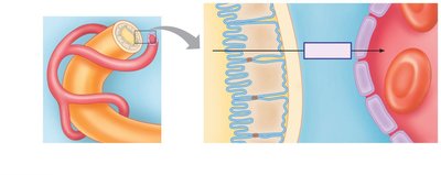 Diagram of anatomical barriers to reabsorption in the nephron