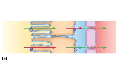 Active reabsorption of solute across nephron epithelium