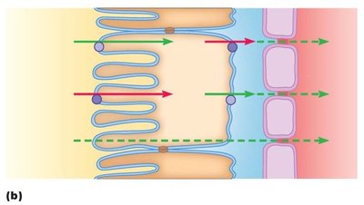 Water reabsorption following solute movement