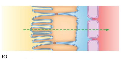 Passive reabsorption of solute by diffusion