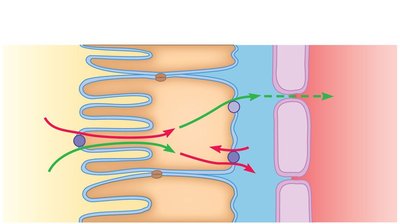 Diagram of glucose reabsorption in the nephron