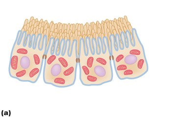 Proximal tubule epithelium with brush border and mitochondria