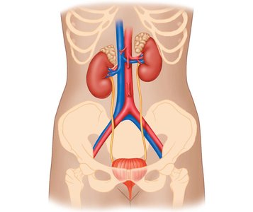 Anatomy of the urinary system showing kidneys, ureters, bladder, and associated blood vessels