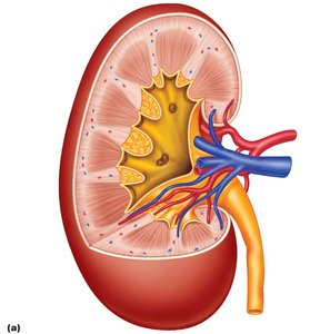 Macroscopic anatomy of the kidney showing cortex, medulla, pyramids, and blood vessels