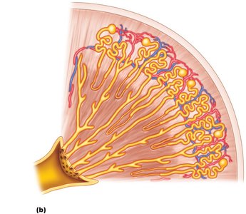 Microscopic anatomy of the kidney showing arrangement of nephrons and collecting ducts