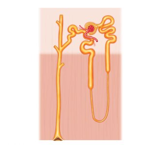 Diagram of a nephron showing renal corpuscle, tubules, and loop of Henle