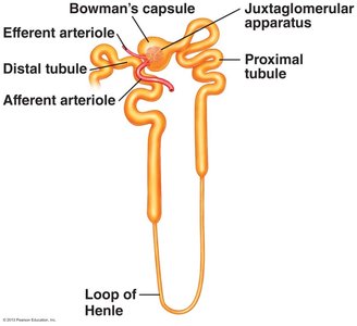 Detailed nephron structure with labeled parts including juxtaglomerular apparatus