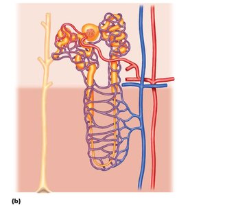 Series blood flow system in the kidneys showing glomerulus, peritubular capillaries, and vasa recta