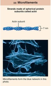 Microfilaments structure