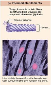 Intermediate filaments structure