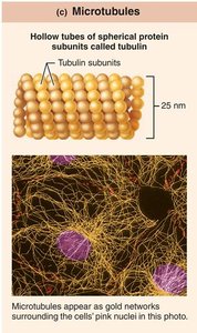 Microtubules structure