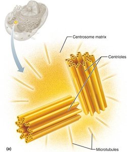 Centrosome and centrioles