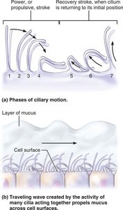 Ciliary motion