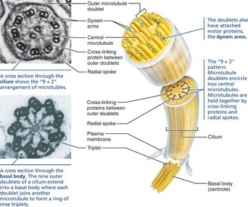 Cilium structure