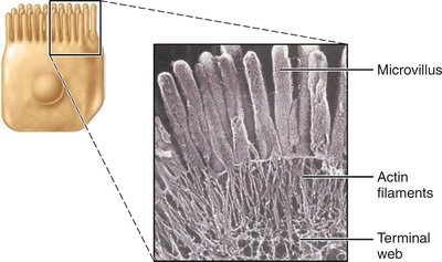 Microvilli structure