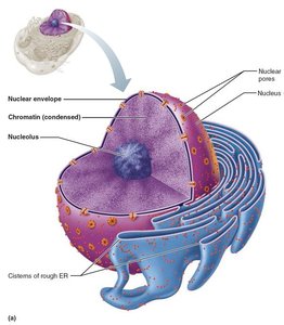 Nucleus structure