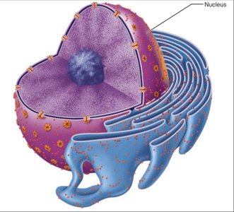 Nucleolus structure