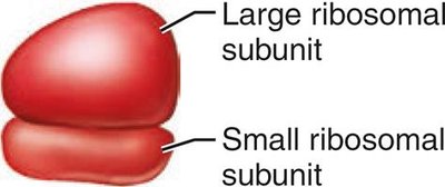 Ribosome structure