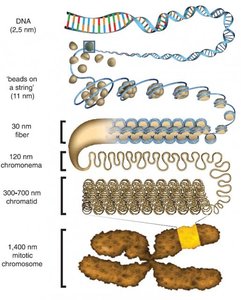 Chromatin and chromosome structure