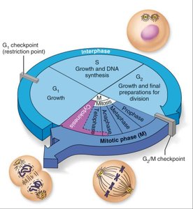 Cell cycle diagram