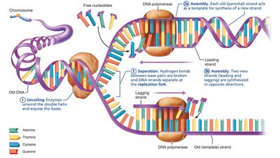 DNA replication process