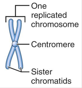 Sister chromatids after DNA replication
