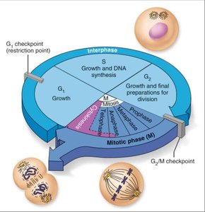 Cell cycle and mitosis
