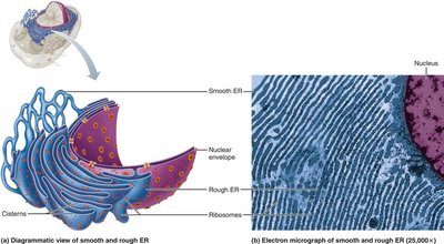 Diagrammatic view of smooth and rough ER