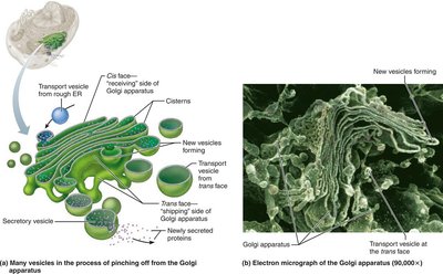 Structure and function of Golgi apparatus