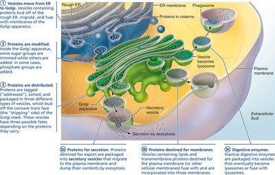 Processing and distribution of newly synthesized proteins