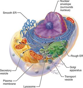 Endomembrane system