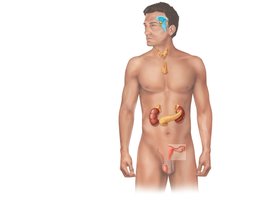Major endocrine glands in the human body