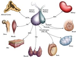 Pituitary hormones and their target organs