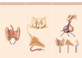 Three types of endocrine gland stimuli: humoral, neural, hormonal